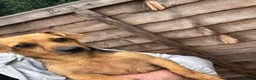 Jack Russell dogs for sale: 🐾 Beautiful Jack Russell Merle Puppy 🐾 - Advert 5