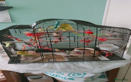 Budgerigars birds for sale: Budgies  - Image 6