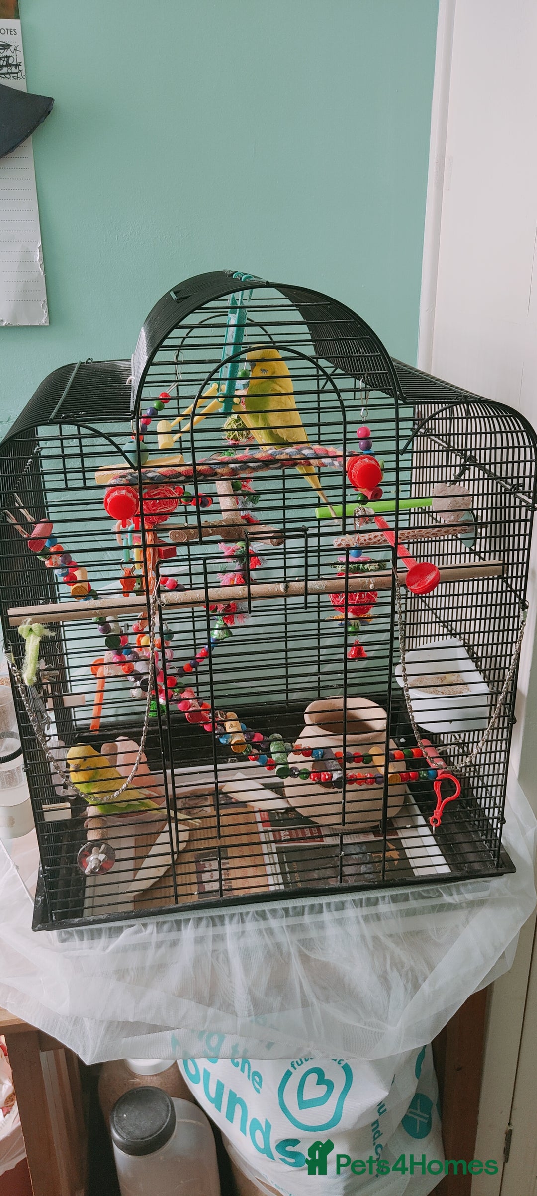 Budgerigars birds for sale: Budgies  - Image 6