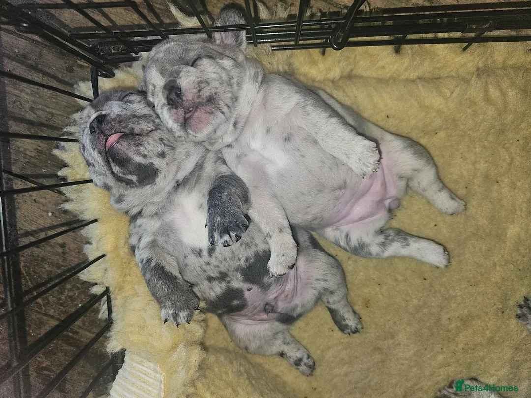 French Bulldog dogs for sale: Frenchie puppies in Doncaster - Advert 1