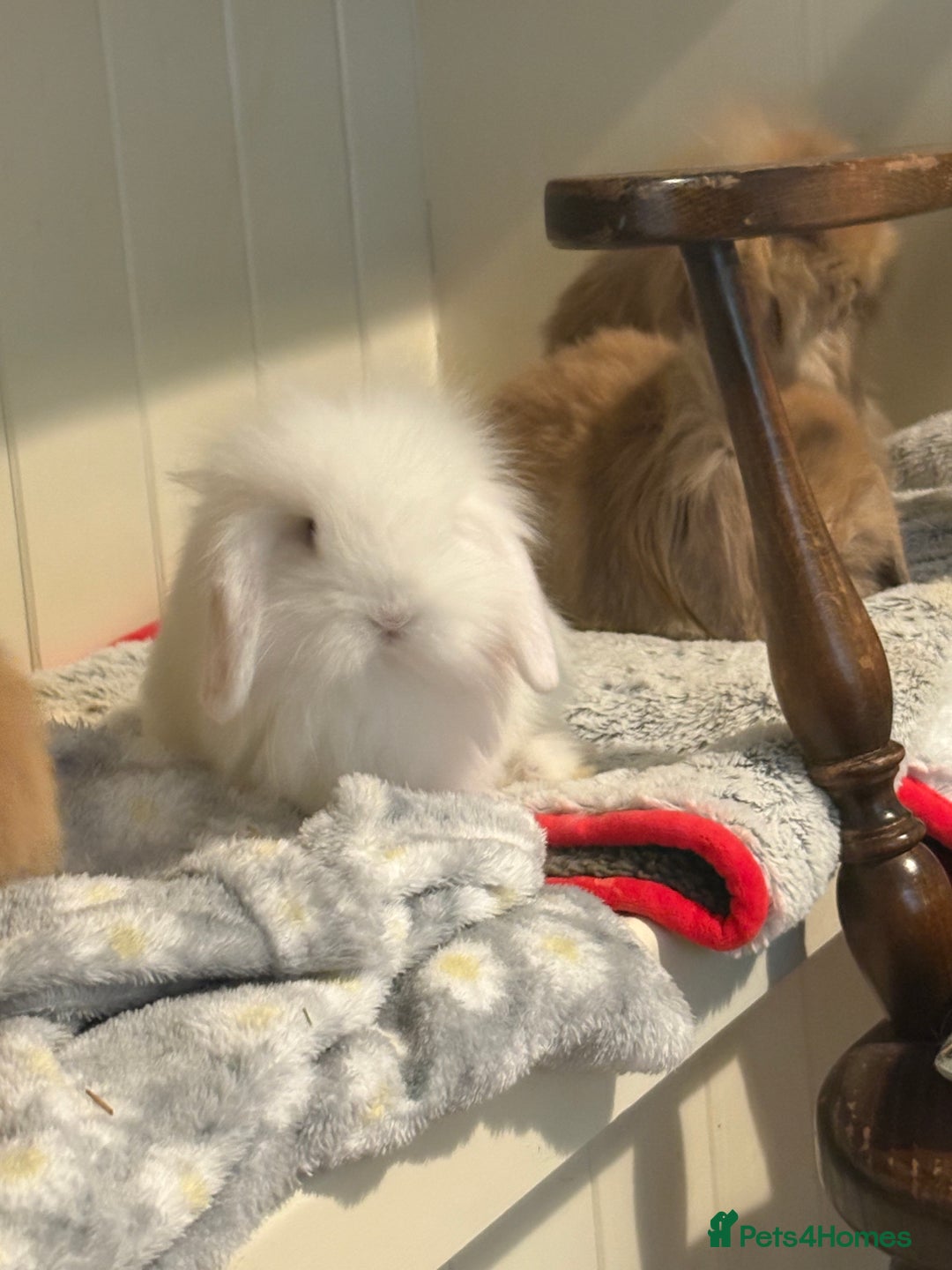 Mini Lop rabbits for sale: Vaccinated/raised indoors, mini lops and lion lop  - Advert 15