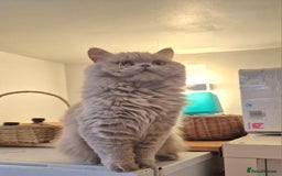 British Longhair cats for sale: Sweet full pedigree British little girl  - Image 1