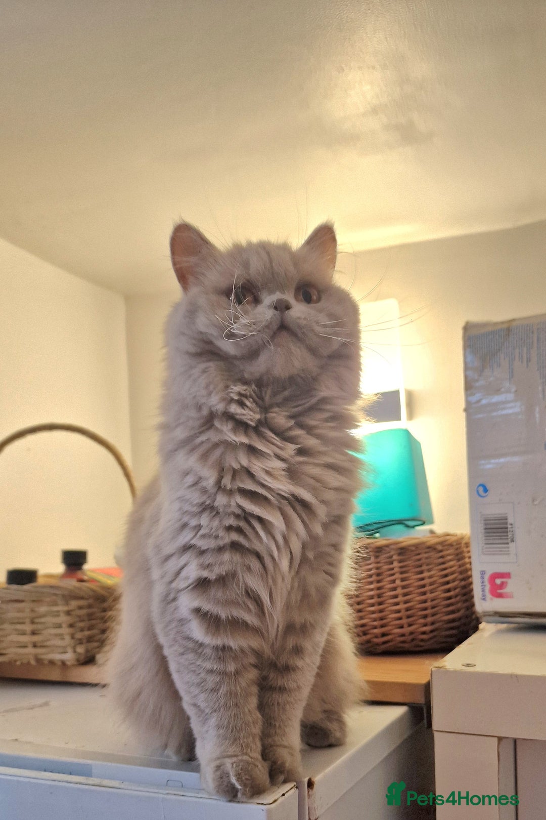 British Longhair cats for sale: Sweet full pedigree British little girl  - Image 1