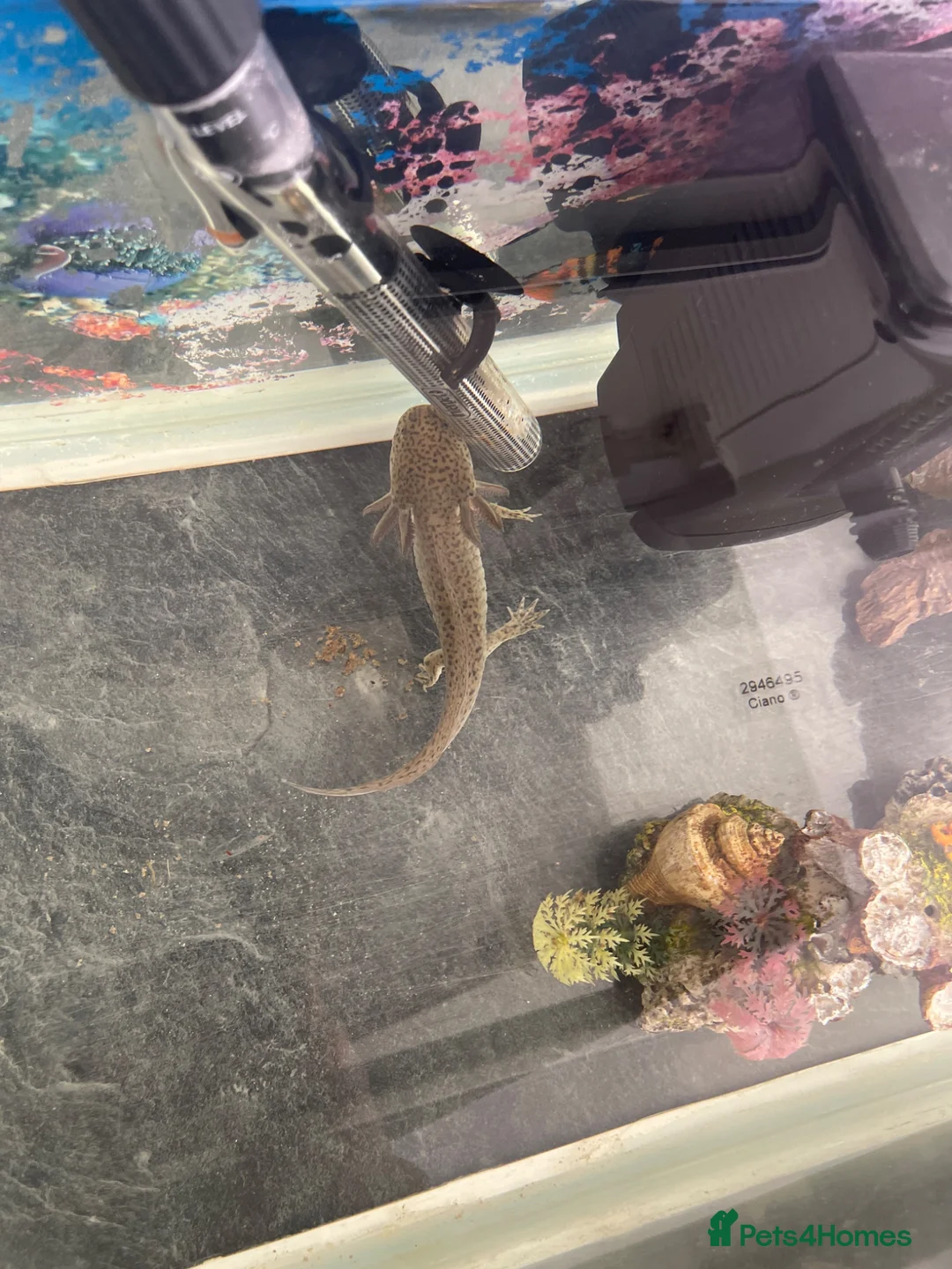 Axolotl reptiles for sale: Axolotl + Complete Setup For Sale (9 Months Old) - Advert 2