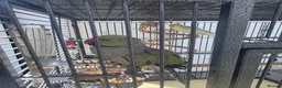 Cockatiels birds for sale: Cockatiel abd Ringneck in Gillingham - Advert 1