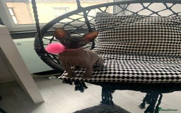 Sphynx cats for sale: 4 years Tica Active girl never breed - Image 9