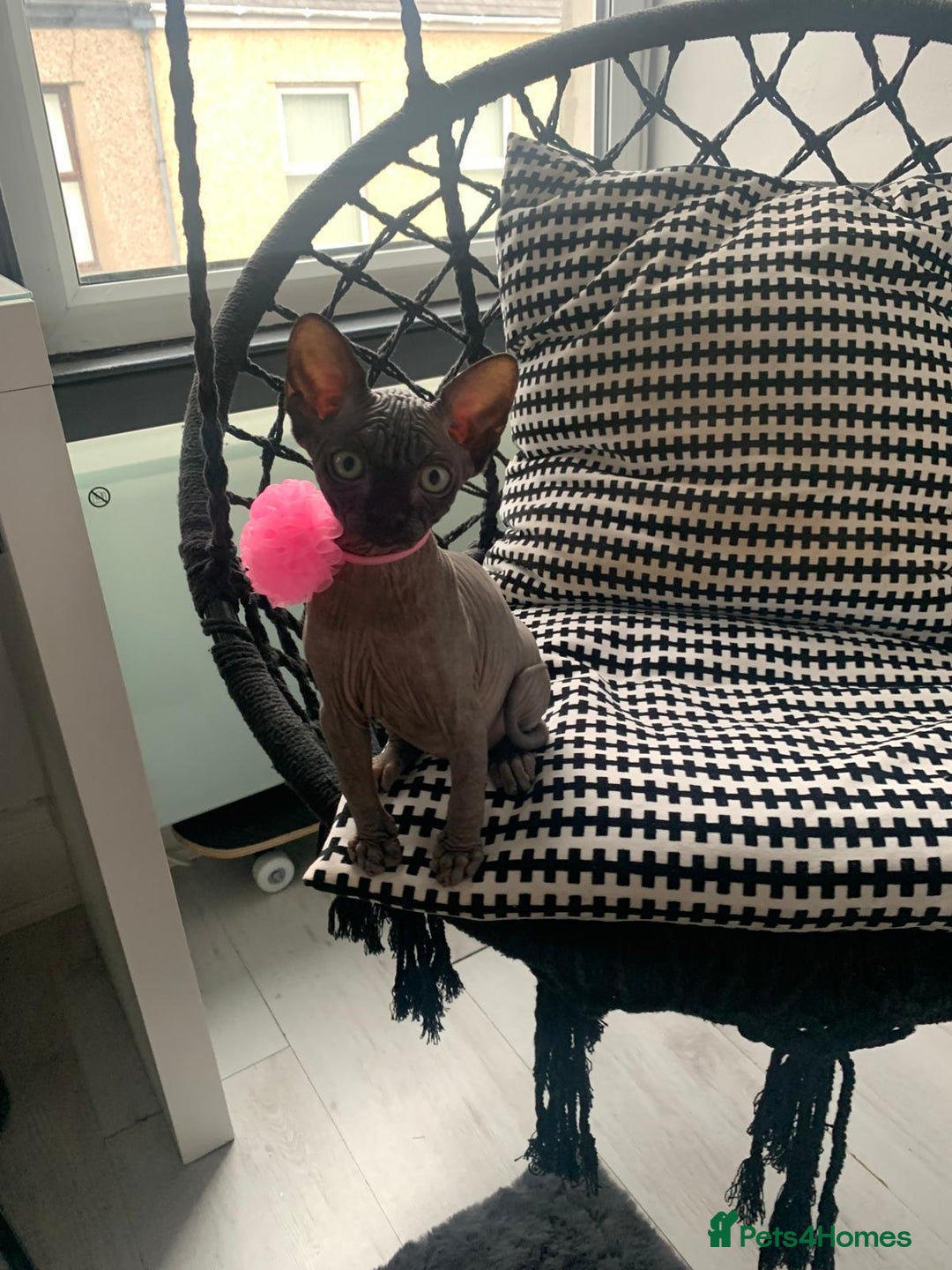 Sphynx cats for sale: 4 years Tica Active girl never breed - Image 9
