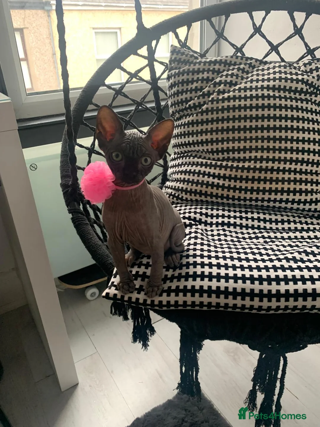 Sphynx cats for sale: 4 years old beautiful girl.  - Advert 11