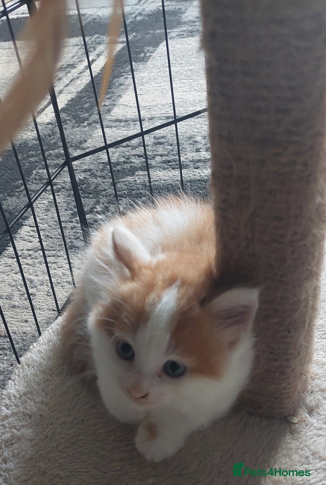 Mixed Breed cats for sale: Very fluffy ginger male - Advert 1