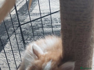 Mixed Breed cats Very fluffy ginger male - Advert 2