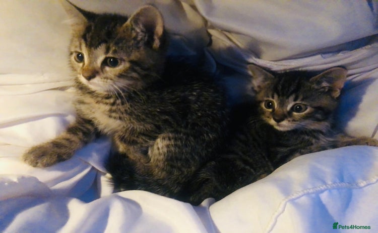 Mixed Breed cats - Advert 4