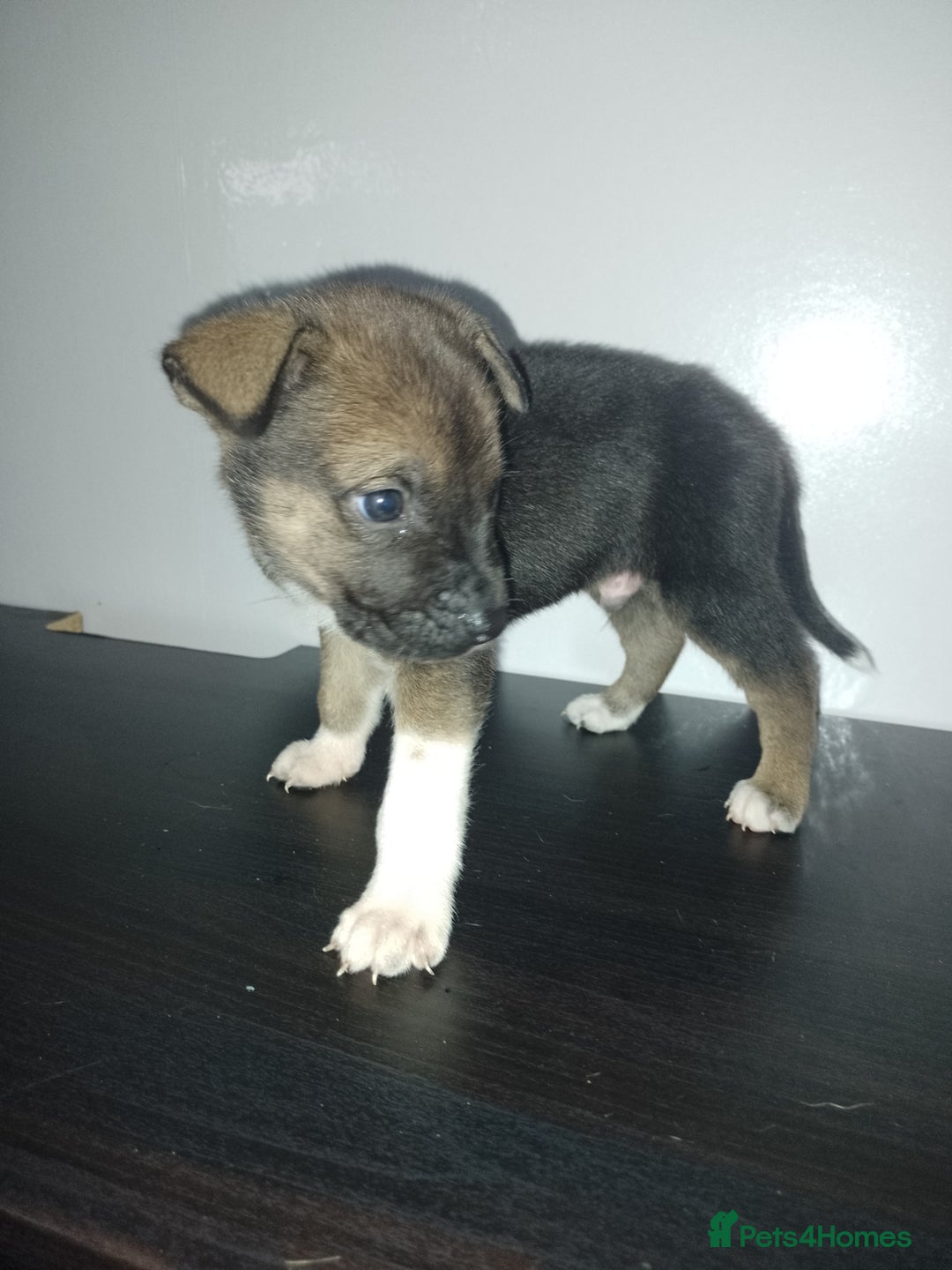 Mixed Breed dogs for sale: Staffy x Akita Puppies - Advert 8