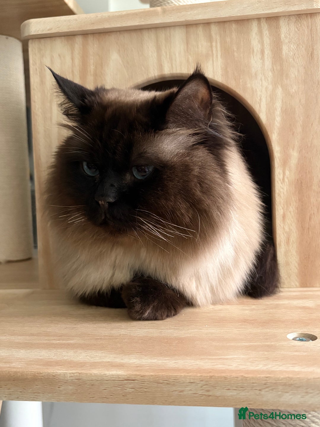 Mixed Breed cats for sale: Pretty semi-long hair male cat for rehome  - Advert 4