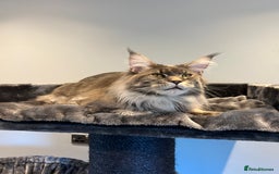 Maine Coon cats for sale: XL Russian Cubs 🇷🇺 ❤️ - Image 5