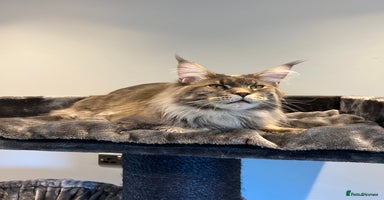 Maine Coon cats - Advert 1