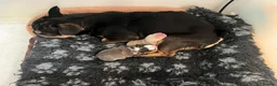 French Bulldog dogs for sale:  **  fluffy French bulldog pups - Advert 16