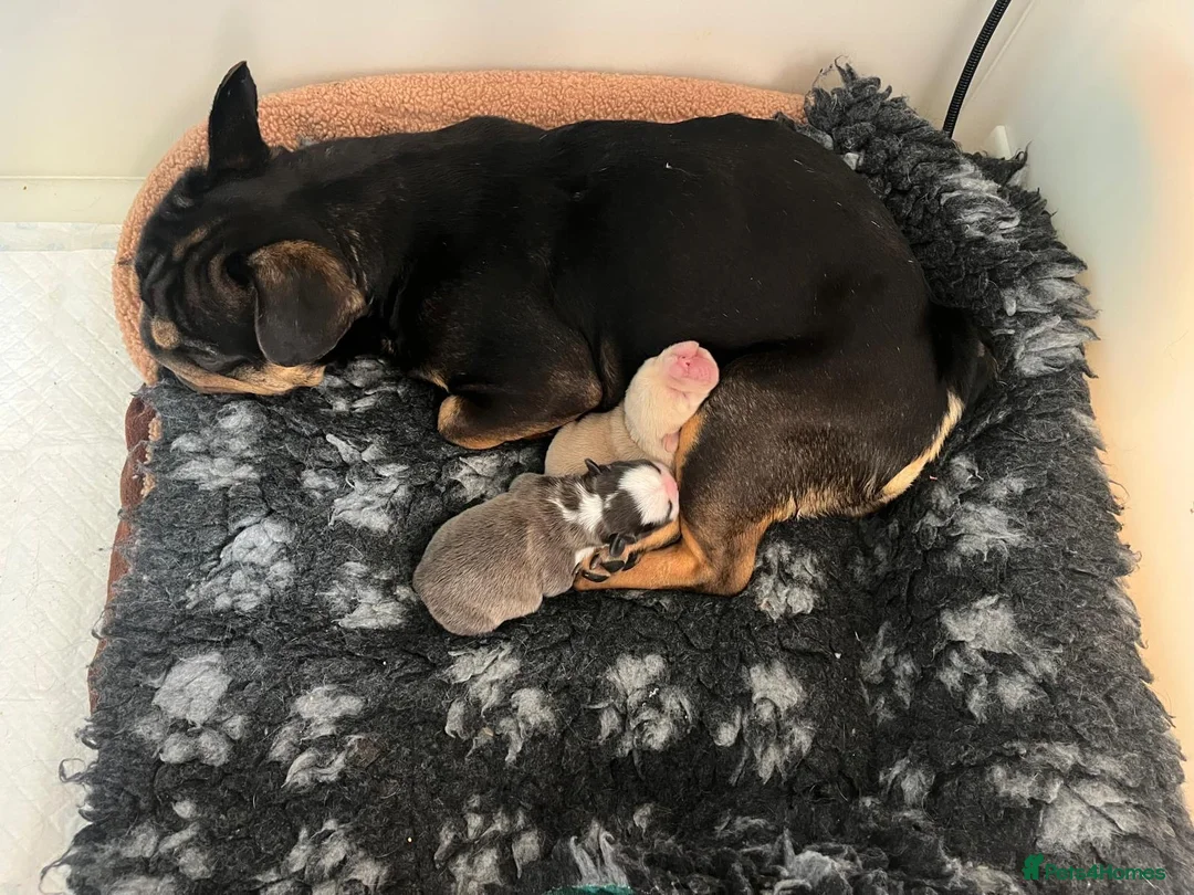 French Bulldog dogs for sale:  **  fluffy French bulldog pups - Advert 16