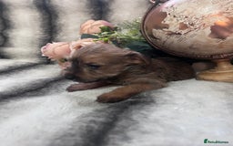 Mixed Breed dogs for sale: Norfolk terrier cross pups - Advert 2