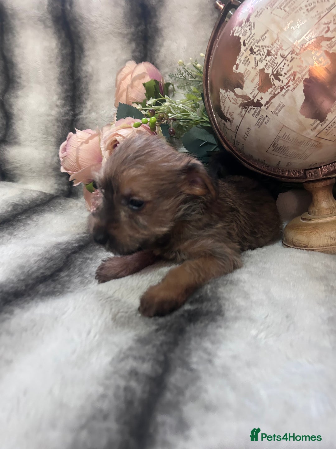 Mixed Breed dogs for sale: Norfolk terrier cross pups - Advert 2