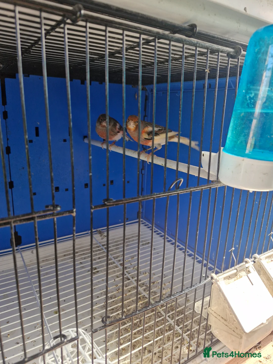 Canaries birds for sale: Canaries for sale - Advert 6