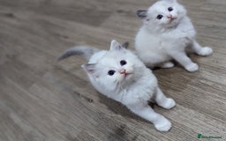 Ragdoll cats for sale: Last Gorgeous Ragdoll kitten - Image 21