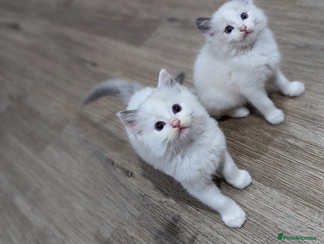 Ragdoll cats for sale: Last Gorgeous Ragdoll kitten - Image 21