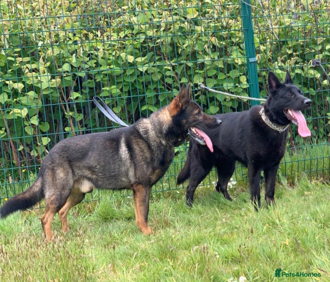 German Shepherd dogs for sale: Beautiful KC Registered Gsd Puppy Ready now😍😍 - Advert 9