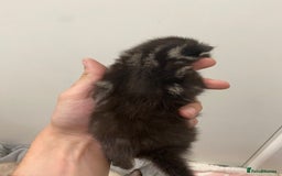 Ragdoll cats for sale: 5 beautiful ragdoll cross tabby  - Image 3