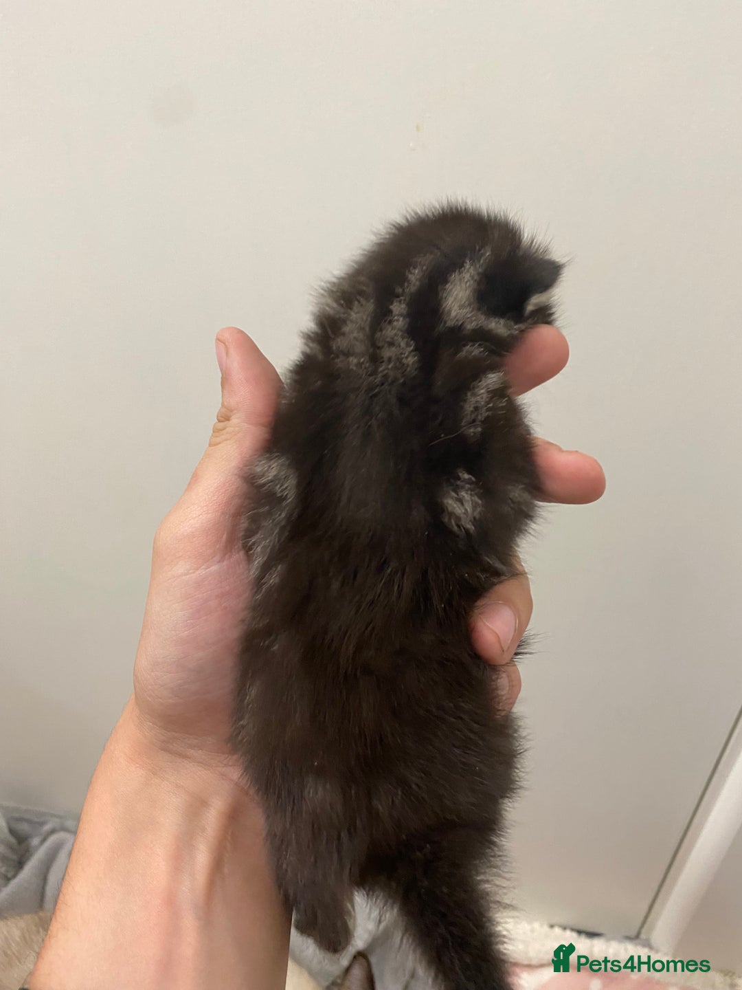 Ragdoll cats for sale: 5 beautiful ragdoll cross tabby  - Image 3
