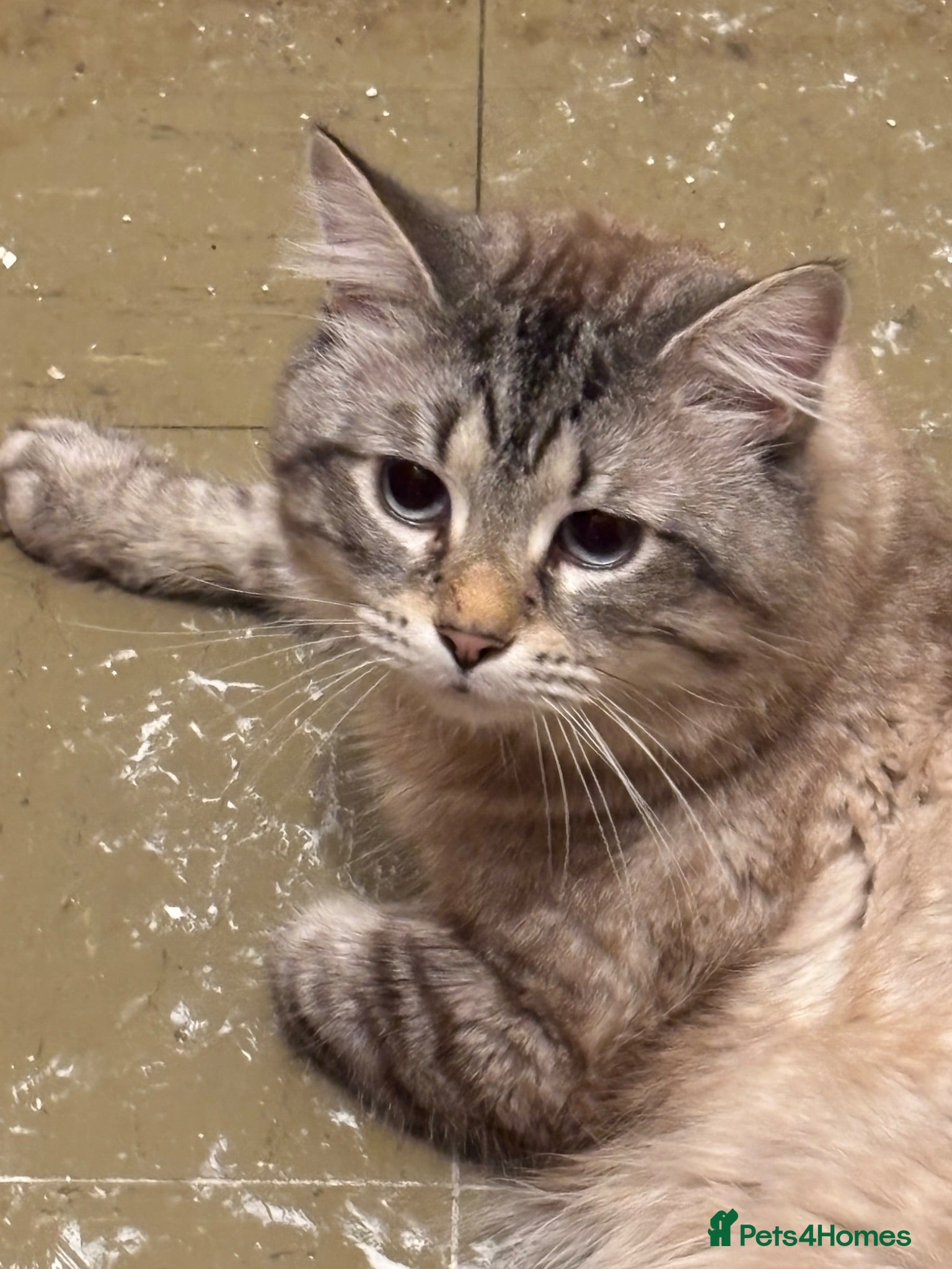 Mixed Breed cats x1 Adult Male Indoor Only Cat for Rehoming - Advert 6