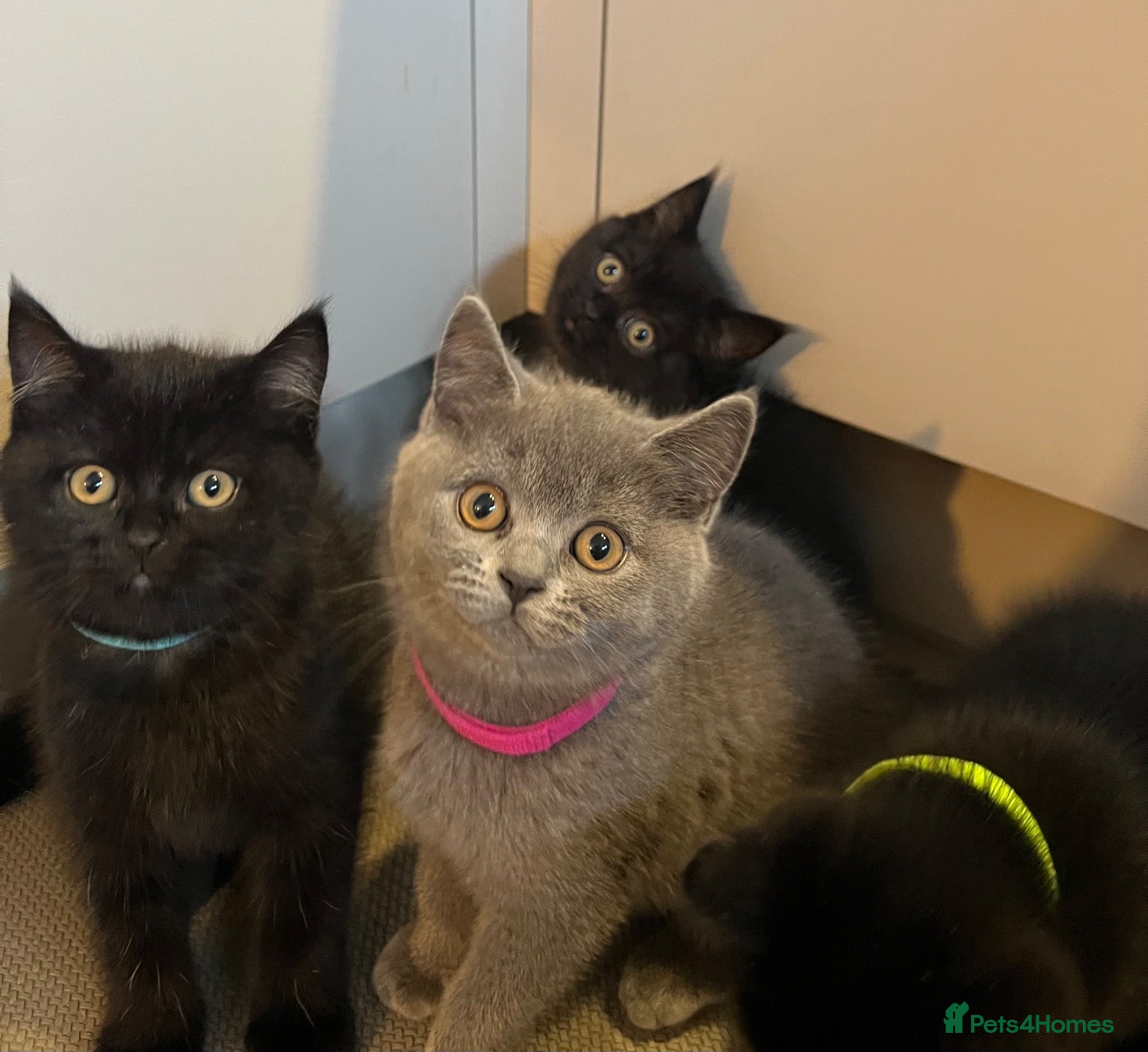 British Shorthair cats ✨ beautiful black/blue British Shorthair kittens✨ - Advert 10