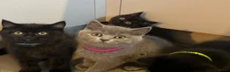 British Shorthair cats for sale: ✨ beautiful black/blue British Shorthair kittens✨ - Advert 8