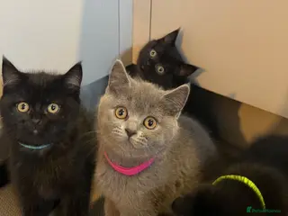 British Shorthair cats ✨ beautiful black/blue British Shorthair kittens✨ - Advert 2