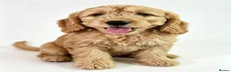 Mini Goldendoodle dogs for sale: NOV pups by POLICE dog trainer & Licensed Breeder - Advert 14