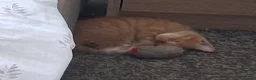 Mixed Breed cats for sale: 5 kittens  in Harlow - Advert 11