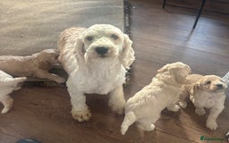 Cockapoo dogs for sale: Stunning lemon and white f1b babies  - Image 7