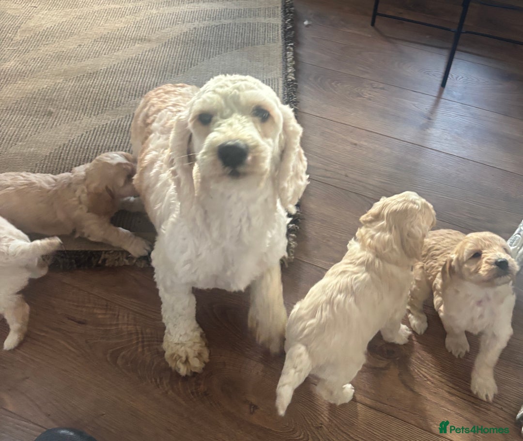 Cockapoo dogs for sale: Stunning lemon and white f1b babies  - Image 7
