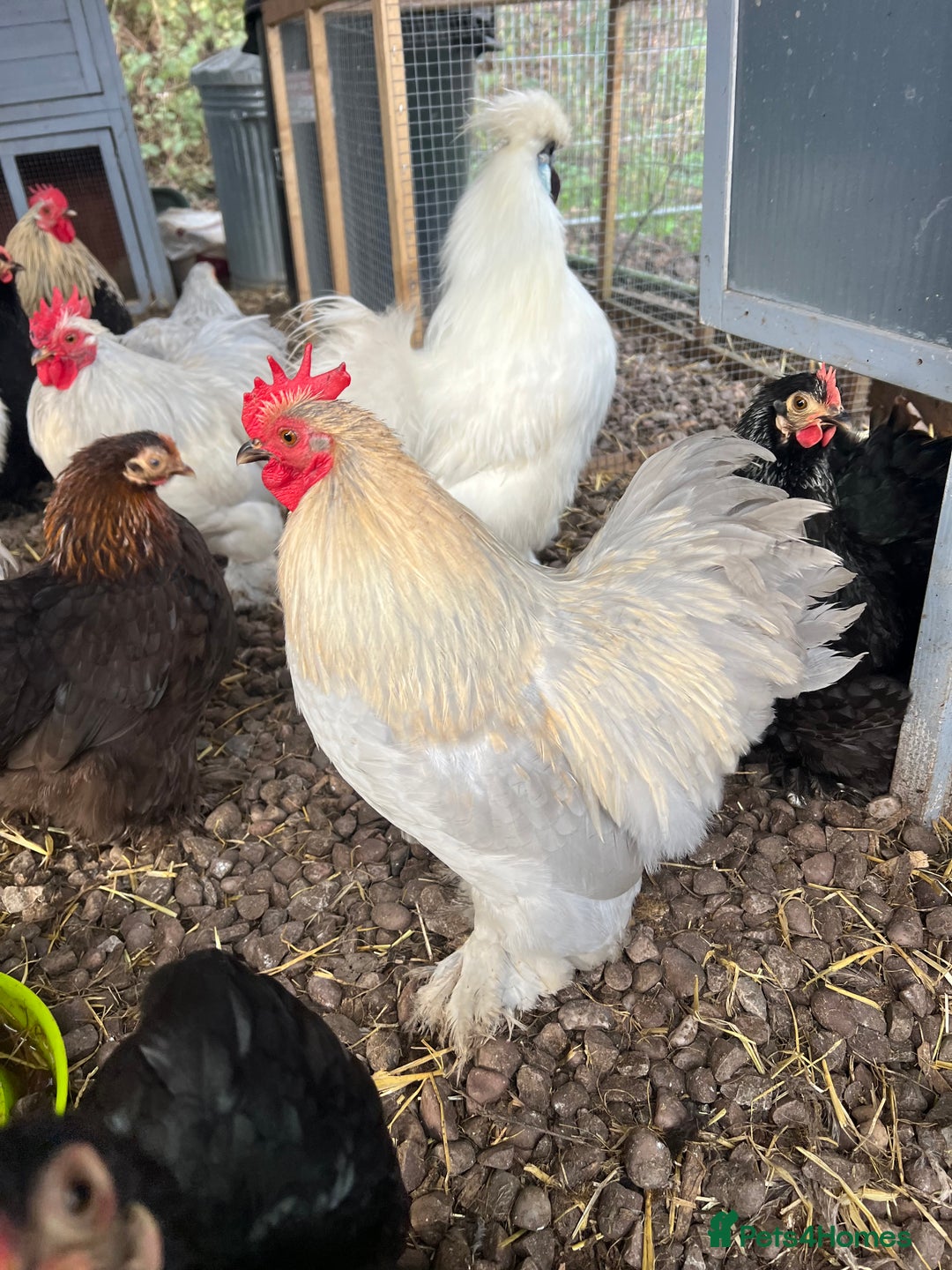 Chickens poultry for sale: MIXED HATCHING EGGS - Pekin, Silkie, Pekin/Silkie - Advert 7