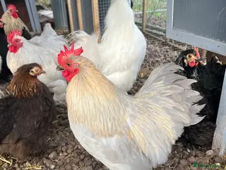 Chickens poultry MIXED HATCHING EGGS - Pekin, Silkie, Pekin/Silkie - Advert 2