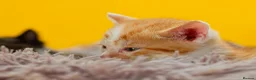 Mixed Breed cats for sale: Orange / ginger male kittens  in Stonehouse - Advert 8