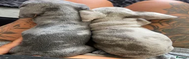 Miniature Dachshund 1