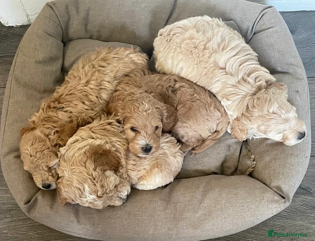 Cockapoo dogs for sale: Adorable Cockapoo’s 3 Boys  in Cheltenham - Advert 1