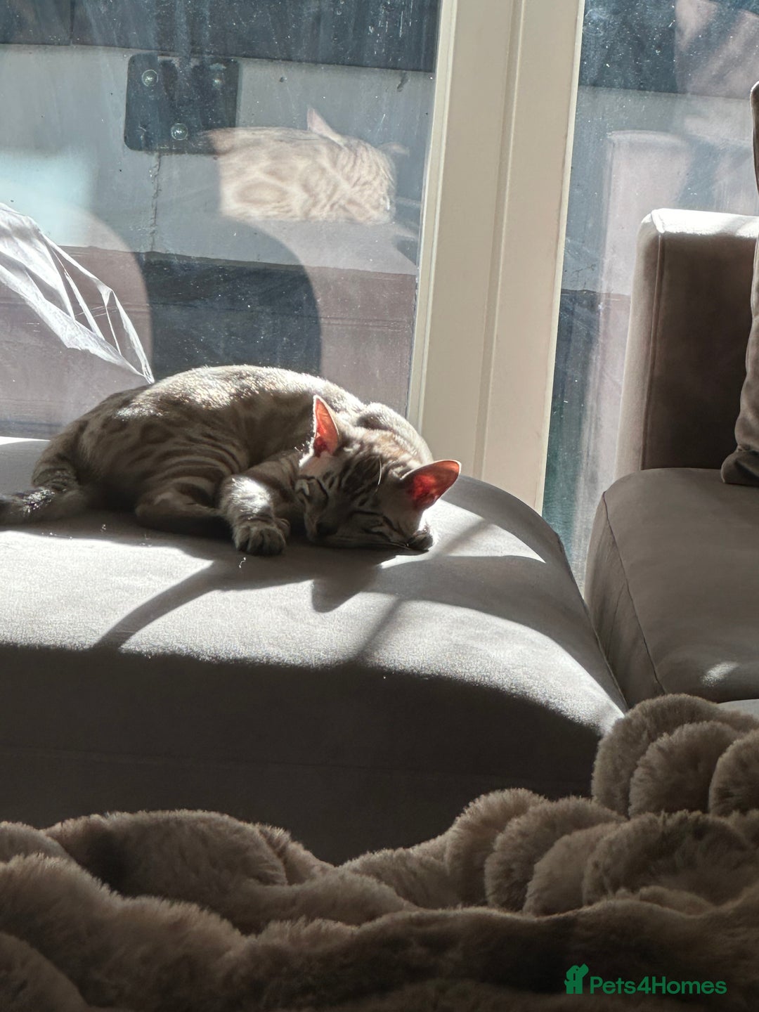 Bengal cats for sale: Bengal kitten  - Advert 4