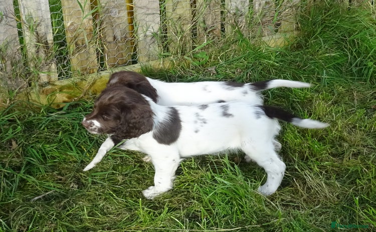 English Springer Spaniel dogs - Advert 1