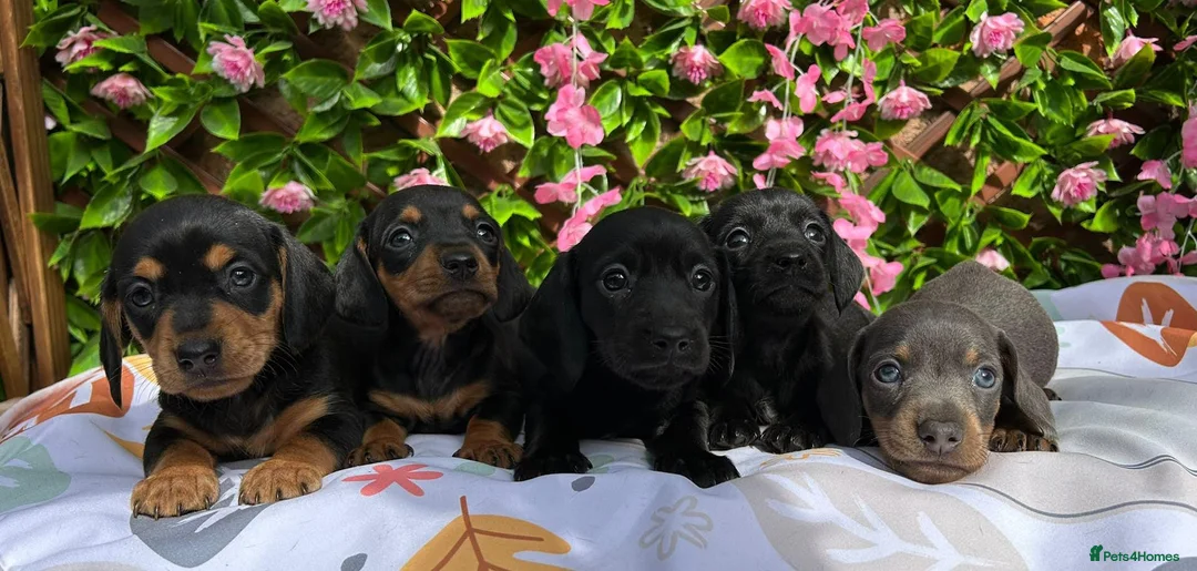 Miniature Dachshund dogs for sale: BEAUTIFUL QUALITY MINIATURE DAXI KC PRA CLEAR - Advert 9