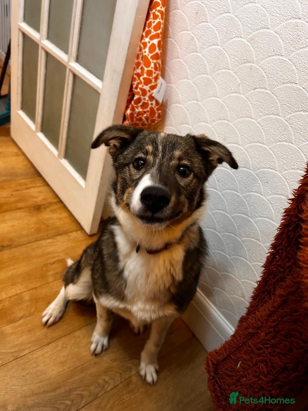 Mixed Breed dogs for adoption: Pecan  - Advert 5