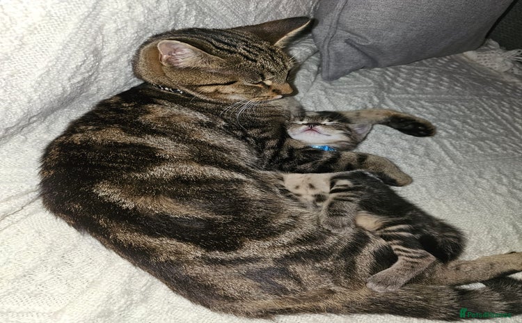 Domestic Shorthair cats Beautiful male tabby - Advert 1