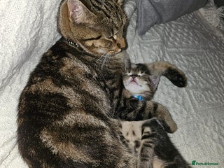 Domestic Shorthair cats Beautiful male tabby - Advert 3