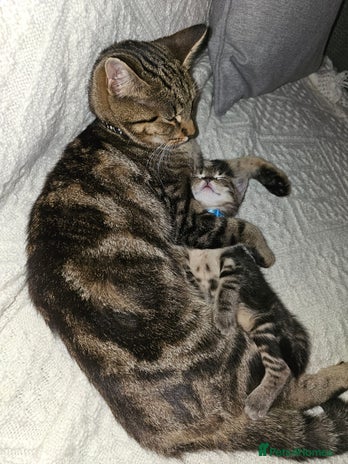 Domestic Shorthair cats Beautiful male tabby - Advert 2