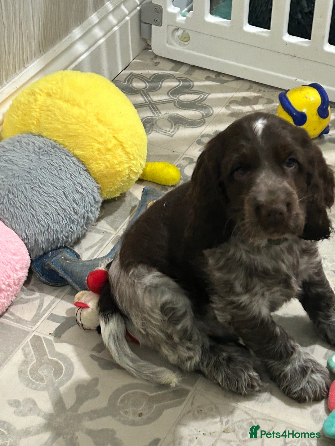 Cocker Spaniel dogs for sale: Chocolate roan show cocker spaniel boy - Image 3